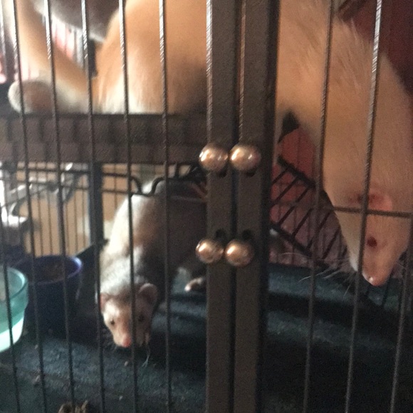 Meet your Posher, Lex - Picture 1 of 1